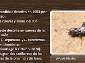 Biología Subterránea Jaén (II)