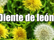 Diente león propiedades, beneficios usos