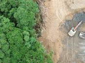 Amazonía brasileña liberó carbono absorbió últimos años