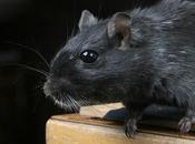 Presencia ratas negras Méndez Álvaro