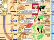 Periodización Hominización