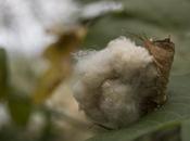 ropa Baul Algodon