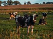 vegano ayuda medio ambiente