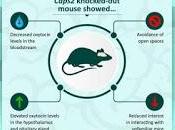 Bajos niveles Oxitocina llevan desarrollo Autismo