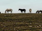Caballos sorianos