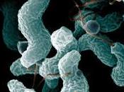 Campylobacter Shigella transmiten contacto sexual