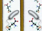 bacterias modifican composición pared para adaptarse cambios ambientales