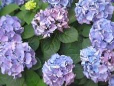 Hortensia