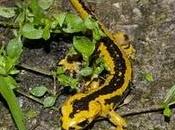 Salamandras Asturias amenazadas