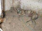 Imputado maltrato ante "deplorable" estado abandono Seprona intervino animales