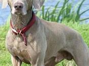 Weimaraner Braco Weima
