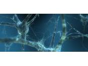 Descubren nuevos tipos células gliales cerebro