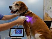 Llega España primera herramienta imagen invasiva para detección cáncer perros gatos