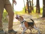 Adiestrar perro trufero España. consiste? comentario profesionales Binomium