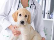 Clínica Veterinaria Estrecho: consiste ozonoterapia?