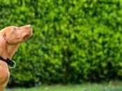 Para educar mascotas casa todos deben seguir misma línea