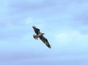 reproductores, futuros reproductores