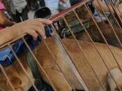 China inicio polémico festival carne perro Yulin