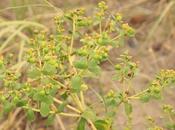 Lechetrés (Euphorbia collina)