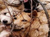 Conozca “granja secreta” Yulin, donde perros hervidos vivos