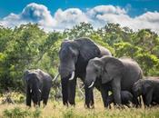 Estudio revela elefantes resuelven problemas personalidad