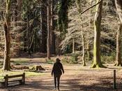 Escapada Forest