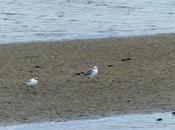 Inicio paso postnupcial