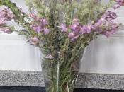 plantas...........