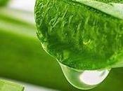 Sábila aloe vera. Para sirve propiedades