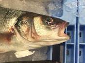 Peces, conejos moscas