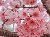 Florecer Invierno Prunus