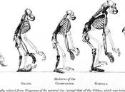 Charles Darwin: Luces sombras origen hombre', siglo medio después Público