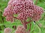 Eupatorio,excelente para resfrios,laxante,diuretico,conjuntivitis