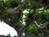 ¿Que haríais vuestra empresa dijese debéis cerrar vuestro blog para evitaros problemas?