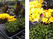 ideas para vuestros jardines