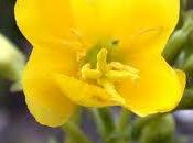 Cultiva belleza natural aceite Onagra