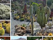 Jardín Cactus