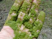 algas podrían aumentar capacidad baterías