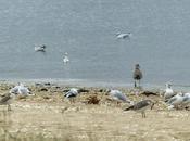 Gaviotas cabecinegras juveniles