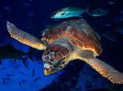 tortuga encontrada estado crítico recupera Poema antes devuelta