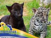 Invitan poner nombre cachorros jaguar Tangamanga