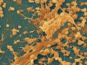 Biofilms
