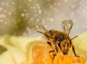motivación abeja, lealtad caballo vuelo pato