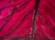 Venerdí Photosatriani N.337