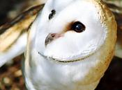 Ternura alada
