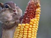 Awww...¡Ardillas!