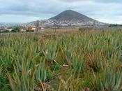 Arehucas Aloe Vera