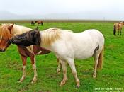 Beso caballo