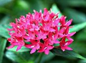 Pentas lanceolata