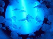 Investigadores españoles desvelan claves éxito evolutivo medusas